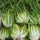 Italian Gourmet Brindisi Puntarelle Cichorium intybus var. foliosum - 100 Seeds