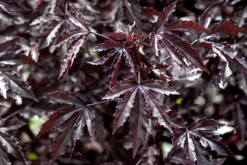 Rare Maple Leaf Hibiscus Burgundy Hibiscus Acetosella 5 Seeds 5485