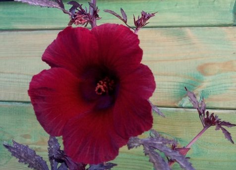 Rare Maple Leaf Hibiscus Burgundy Hibiscus acetosella - 5 Seeds