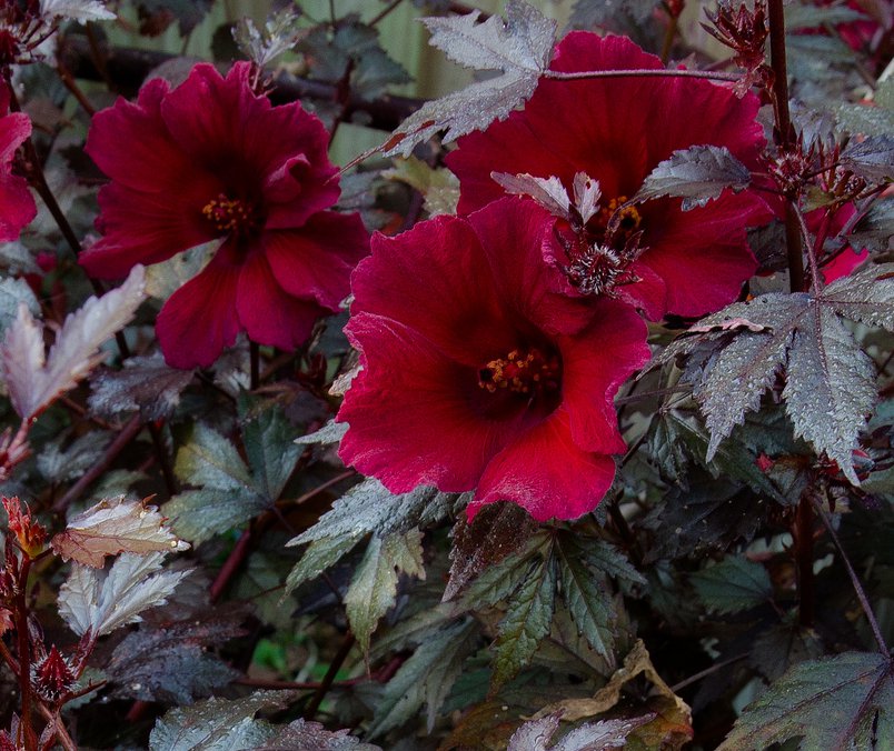 Rare Maple Leaf Hibiscus Burgundy Hibiscus Acetosella 5 Seeds 1784