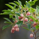 Enkianthus Pagoda Bush Enkianthus campanulatus - 15 Seeds