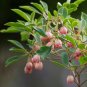 Redvein Enkianthus Enkianthus campanulatus - 15 Seeds