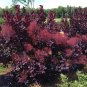 Hardy Purple Smoke Bush Cotinus Coggygria v Purpureus - 10 Seeds