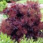 Hardy Purple Smoke Bush Cotinus Coggygria v Purpureus - 10 Seeds
