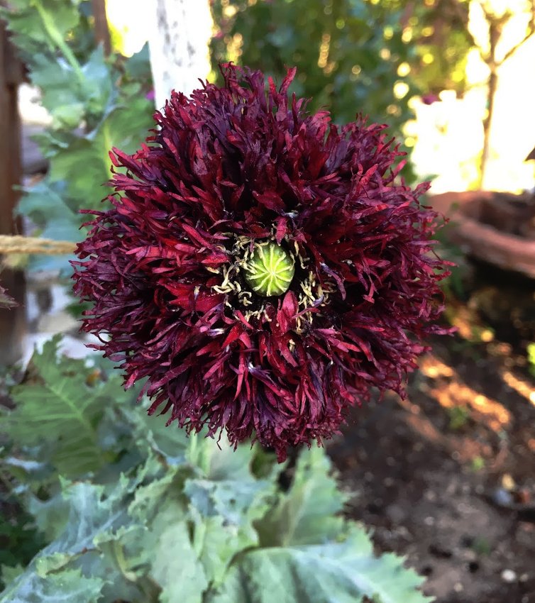 Goth Garden Black Swan Fringed Poppy Papaver Somniferum Laciniatum - 50 Seeds