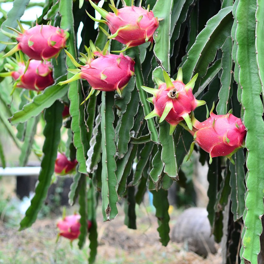 dragon fruit cactus