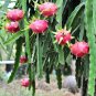 Pitaya Dragon Fruit Succulent Cactus Hylocereus mix - 40 Seeds