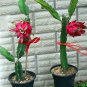 Pitaya Dragon Fruit Succulent Cactus Hylocereus mix - 40 Seeds
