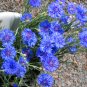 Blue Cornflower Bachelor Button Centaurea cyanus - 100 Seeds