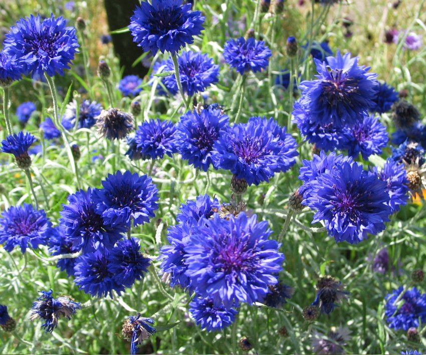 Blue Cornflower Bachelor Button Centaurea Cyanus - 100 Seeds