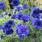 Blue Cornflower Bachelor Button Centaurea cyanus - 100 Seeds