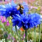 Blue Cornflower Bachelor Button Centaurea cyanus - 100 Seeds