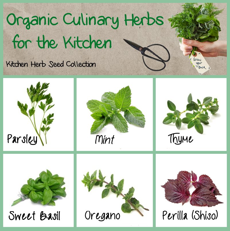 Organic Culinary Kitchen Herbs Seed Collection - 6 Varieties