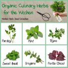Organic Kitchen Herbs Seed Collection 6 Varieties
