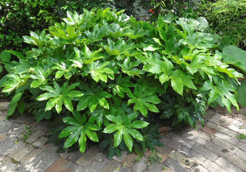 houseplant-japanese-aralia-fatsia-japonica-20-seeds