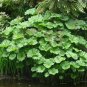 Indian Rhubarb Umbrella Plant Darmera peltata - 25 Seeds