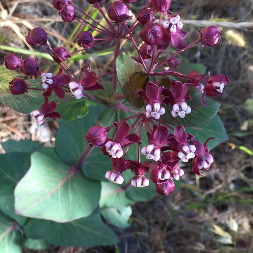 Rare HeartLeaf Purple Milkweed Asclepias cordifolia 10 Seeds
