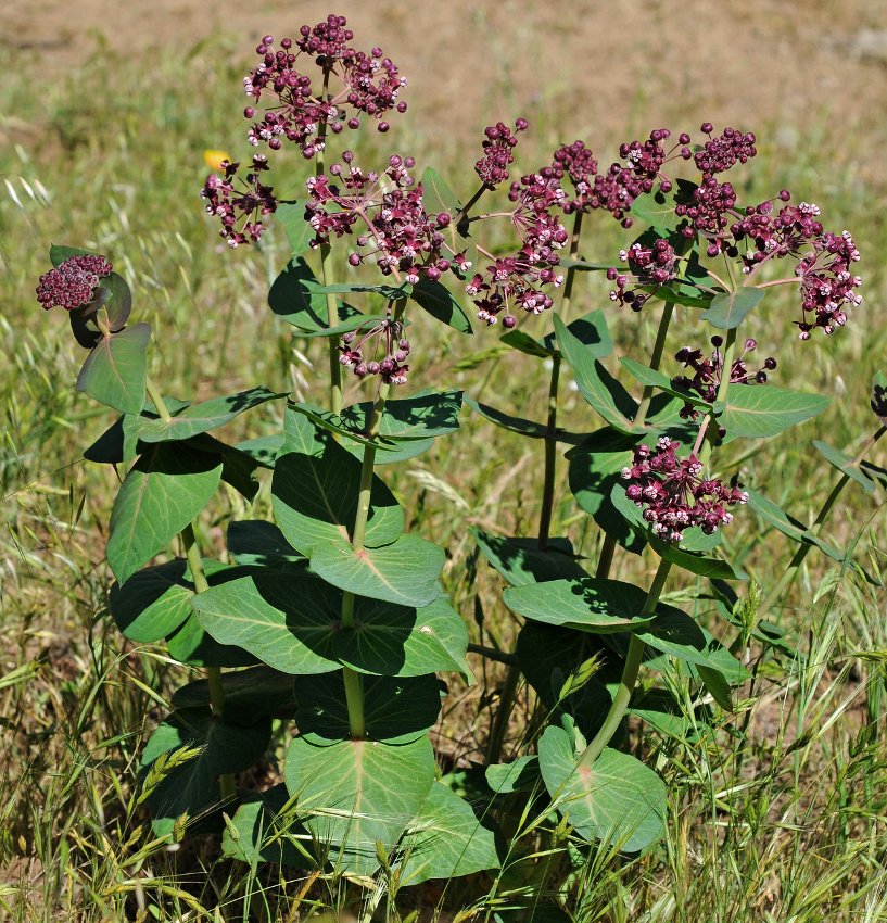 Rare HeartLeaf Purple Milkweed Asclepias cordifolia 10 Seeds