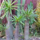 Cactus Madagascar Palm Pachypodium lamerei - 8 Seeds