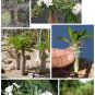 Succulent Madagascar Palm Pachypodium lamerei - 8 Seeds