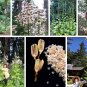 'Queen of the Garden' Giant Himalayan Tree Lily Cardiocrinum giganteum - 8 Seeds