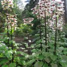 Dramatic Giant Himalayan Tree Lily Cardiocrinum giganteum - 8 Seeds