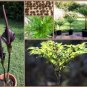 Aroid Devil's Tongue Voodoo Lily Amorphophallus rivieri var. konjac &acirc;�� 1 Live Plant