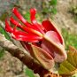 Rare Monkey Hand Tree Chiranthodendron pentadactylon - 4 Seeds