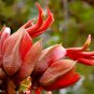 Rare Monkey Hand Tree Chiranthodendron pentadactylon - 4 Seeds