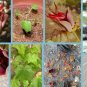 Rare Monkey Hand Tree Chiranthodendron pentadactylon - 4 Seeds