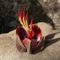 Rare Monkey Hand Tree Chiranthodendron pentadactylon - 4 Seeds