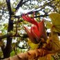 Rare Monkey Hand Tree Chiranthodendron pentadactylon - 4 Seeds