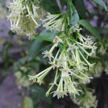 Fragrant Night-Blooming Jessamine Cestrum nocturnum - 15 Seeds