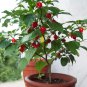 Rare Sweety Drop Pepper Biquinho Pimenta De Bico - 20 Seeds