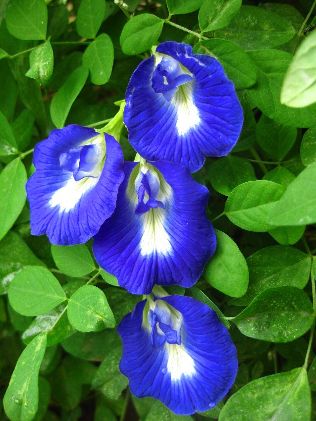 Organic Blue Aparajita Butterfly Pea Vine Clitoria ternatea - 8 Seeds