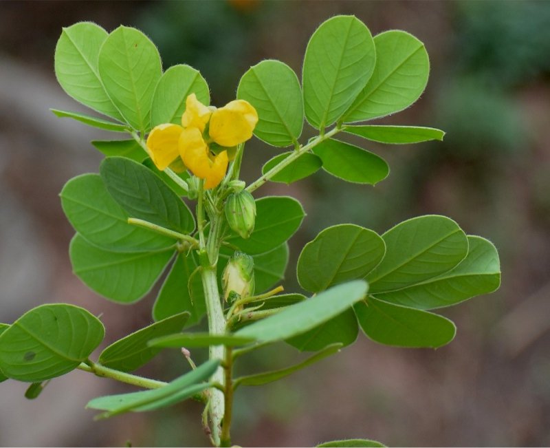 Organic Wild Sickle Senna Cassia Senna tora - 20 Seeds - 20 Seeds