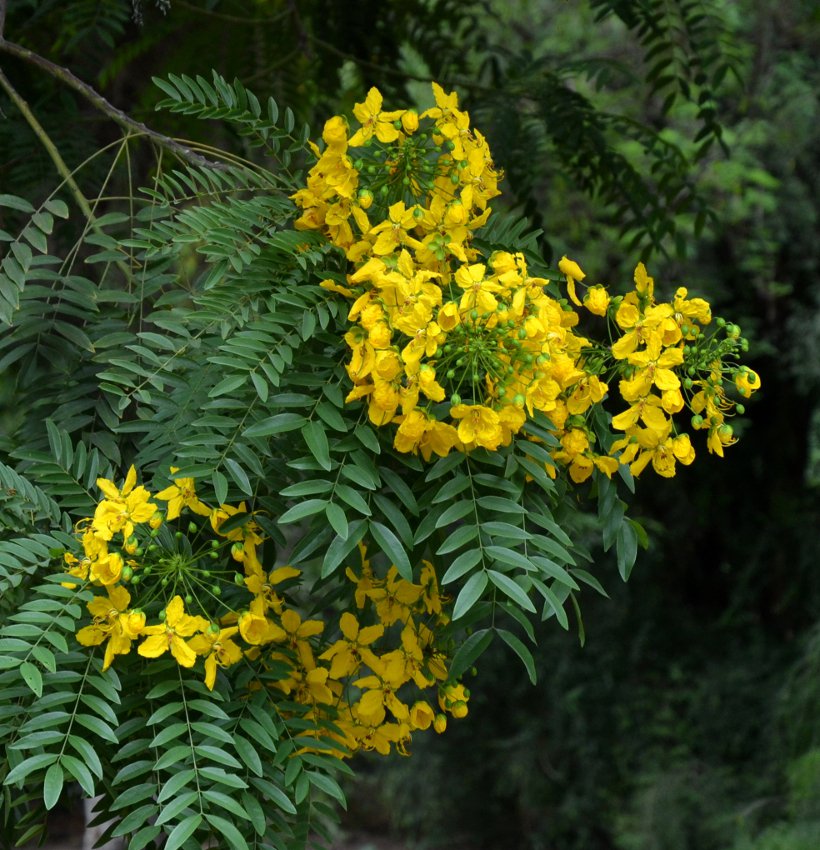 Rare Showy Gold Medallion Tree Cassia Leptophylla 8 Seeds 