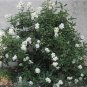 Rare White California Bush Anemone Carpenteria californica - 20 Seeds