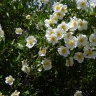 Rare White California Bush Anemone Carpenteria californica - 20 Seeds