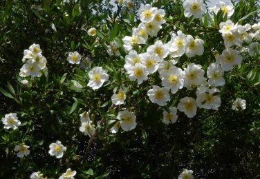 Rare White California Bush Anemone Carpenteria californica - 20 Seeds