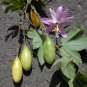 Curuba Banana Passion Fruit Passiflora Mollissima - 8 Seeds