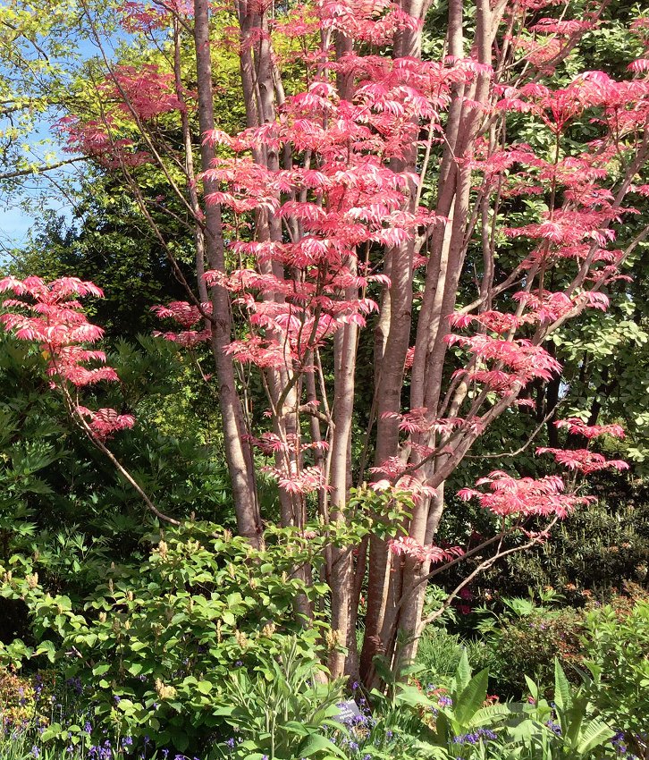 Chinese Mahogany Red Toon Toona sinensis - 10 Seeds