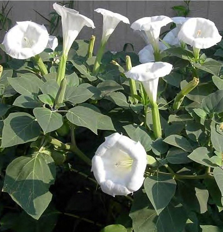 Details about   Datura Angel Trumped Moon flower WHITE seeds Fragrant Bush Organic 