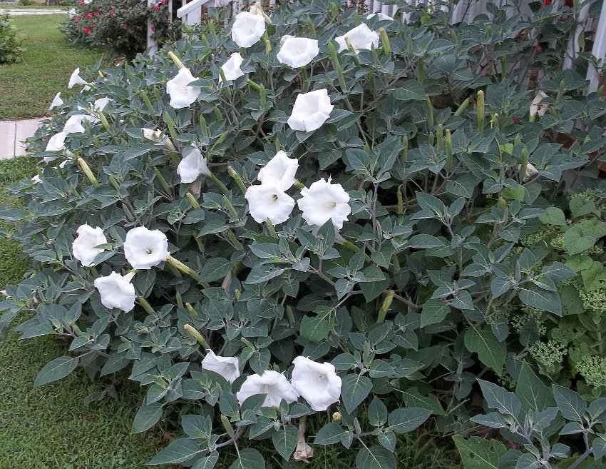 Night Blooming White Bush Moonflower Datura 10 Seeds