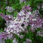 Shaggy Villous Late Lilac Syringa villosa - 40 Seeds