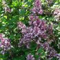 Shaggy Villous Late Lilac Syringa villosa - 40 Seeds