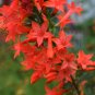 Wild Scarlet Red Standing Cypress Gilia Ipomopsis rubra - 250 Seeds
