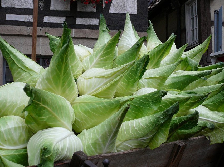 Rare Filderkraut Giant German Heirloom Cabbage Brassica