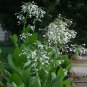 Fragrant White Trumpets 'Only the Lonely' Nicotiana sylvestris - 200 Seeds