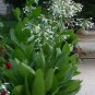 Fragrant White Trumpets 'Only the Lonely' Nicotiana sylvestris - 200 Seeds